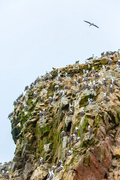 Uccelli acquatici in Perù — Foto Stock