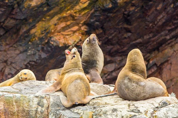 Lobos marinos sudamericanos — Foto de Stock