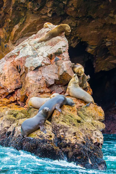 南美洲海狮 — 图库照片