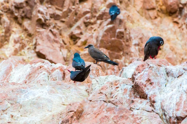 Peru'daki su deniz kuşları — Stok fotoğraf