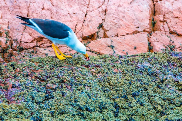 Aquatische zeevogels in peru — Stockfoto