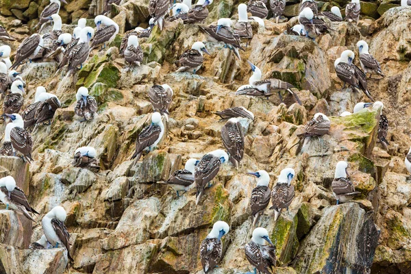 Vodní ptáky v peru — Stock fotografie