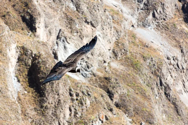 Condor voador sobre o cânion de Colca — Fotografia de Stock