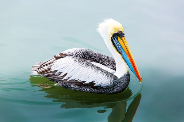 Pelikanen op ballestas-eilanden — Stockfoto