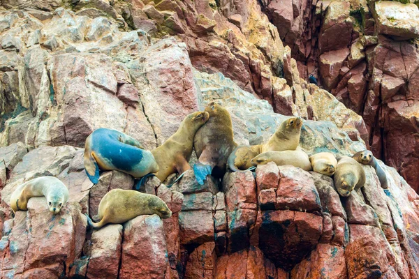 Leões-marinhos da América do Sul — Fotografia de Stock
