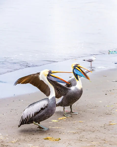 Pelikan ballestas Adaları — Stok fotoğraf