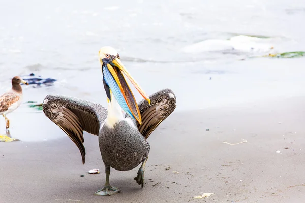 Pelikan na wyspy ballestas — Zdjęcie stockowe