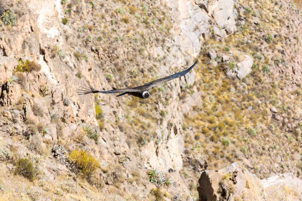 Flying condor over Colca canyon — Stock Photo, Image