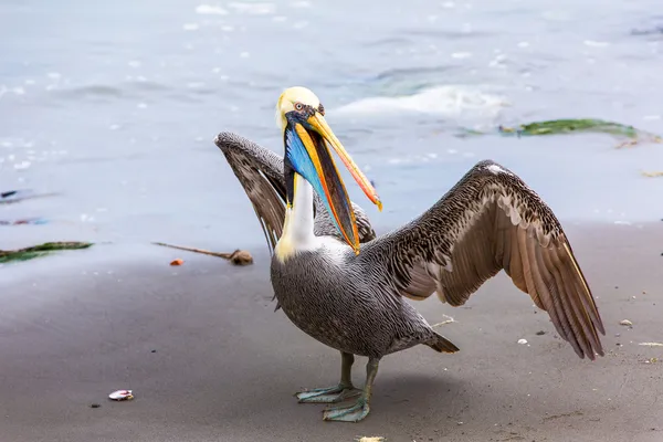 Пеликан на Балестасских островах — стоковое фото
