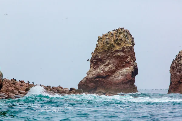 Aves marinas en Perú — Foto de Stock