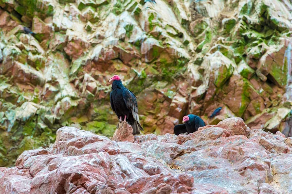 Vulture red neck birds — Stock Photo, Image