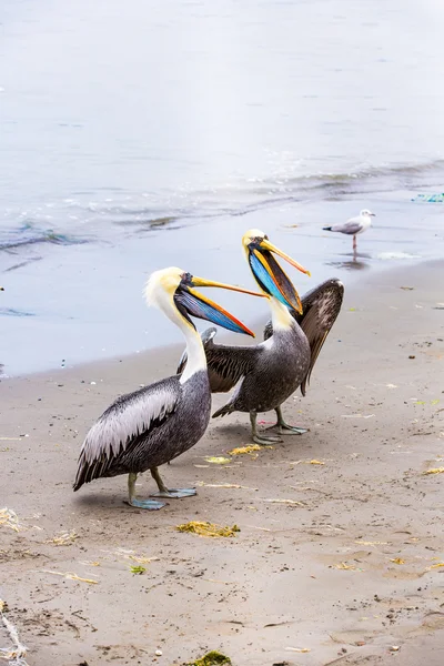 Pelikanen op ballestas-eilanden — Stockfoto
