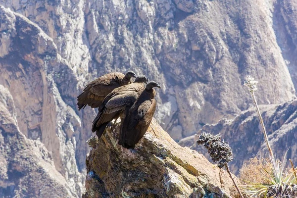 Três Condores no desfiladeiro de Colca — Fotografia de Stock