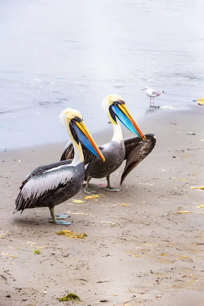 Pelikaner på ballestas öarna — Stockfoto