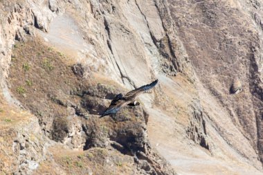 Condor colca Kanyon uçan