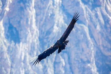 Condor colca Kanyon uçan