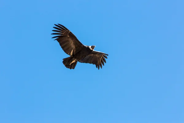 Flygande condor över colca canyon — Stockfoto