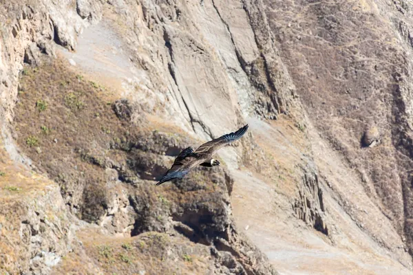 Flying condor over Colca canyon — Stock Photo, Image