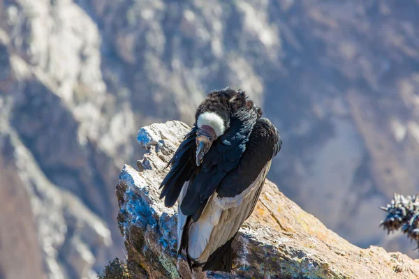 Condor at Colca canyon — Stock Photo, Image