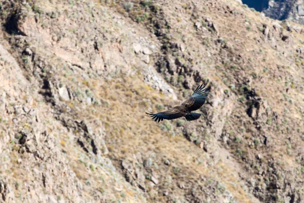 Flying condor over Colca canyon — Stock Photo, Image