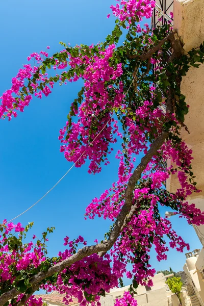 Branches of flowers bougainvillea — Stock Photo, Image