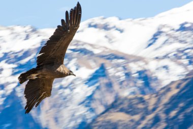 Condor uçan