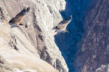 Condor colca canyon at