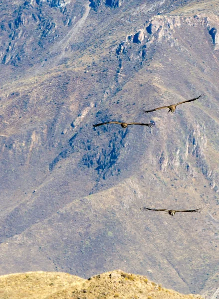 Flying condor over Colca canyon — Stock Photo, Image