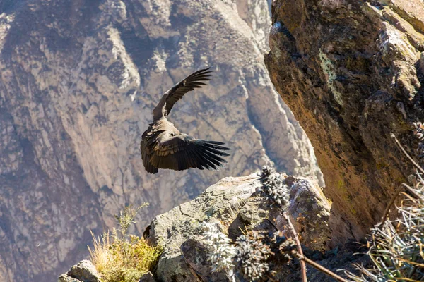 Vliegende condor — Stockfoto