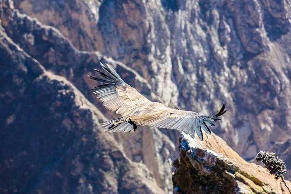 Latający condor — Zdjęcie stockowe