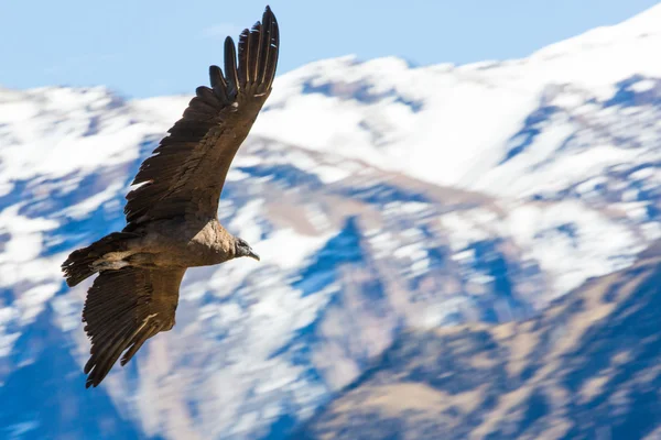 Vliegende condor — Stockfoto