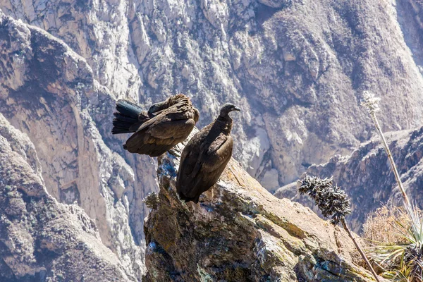 加州神鹫在科尔卡大峡谷 — 图库照片