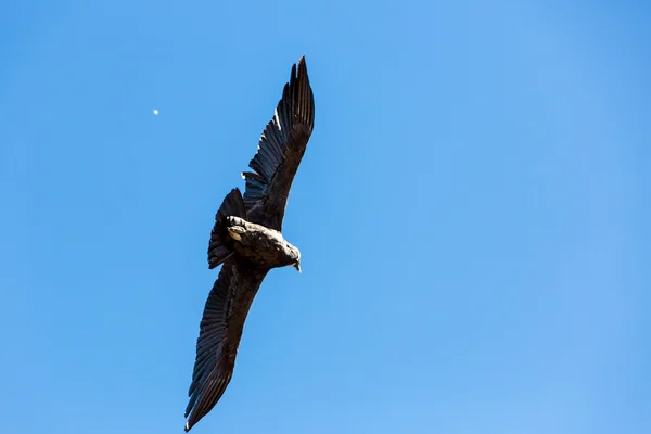 空飛ぶコンドル — ストック写真