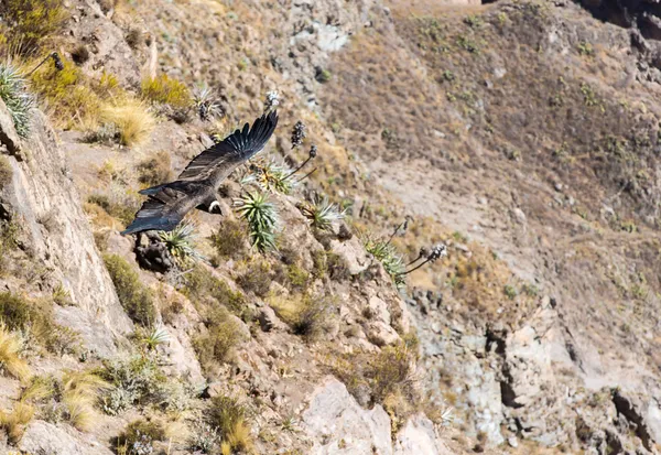 Vliegende condor — Stockfoto