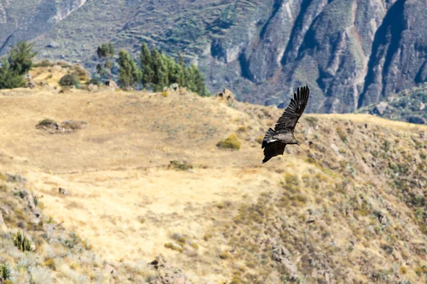 Condor volante — Foto Stock