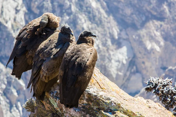 Three Condors at Colca canyon — Stock Photo, Image