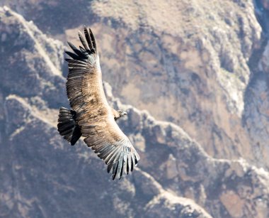 Condor Colca Kanyon üzerinden