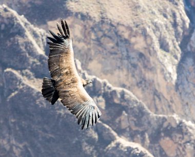 Condor over Colca canyon clipart