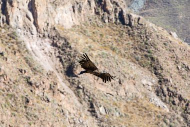 Condor Colca Kanyon üzerinden