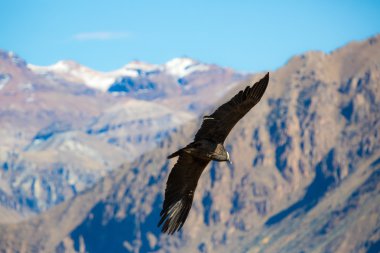 Condor over Colca canyon clipart