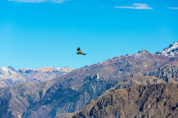 Cóndor sobre el cañón del Colca — Foto de Stock