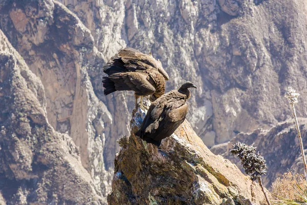 Trzy kondory na posiedzeniu kanion colca — Zdjęcie stockowe
