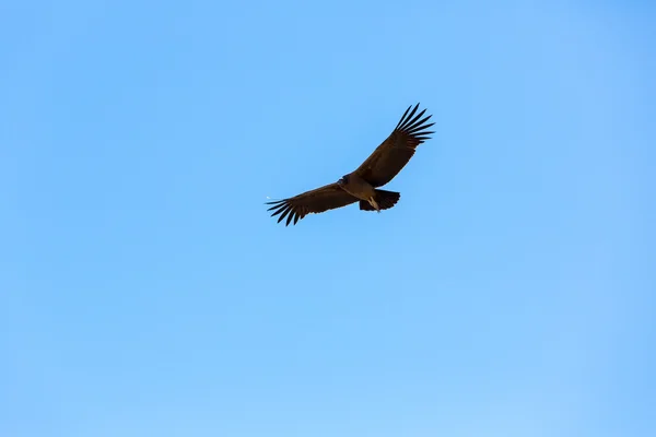 Condor over Colca canyon