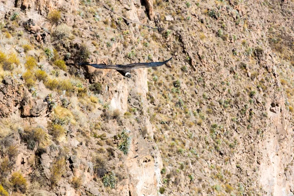 Cóndor sobre el cañón del Colca — Foto de Stock