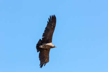 Condor uçan colca Kanyon, peru, Güney Amerika