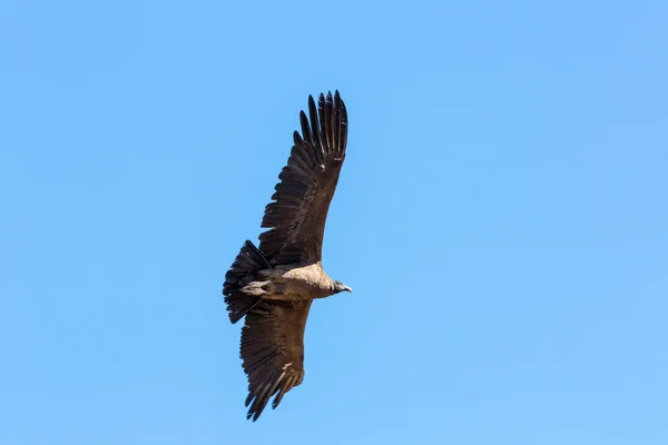 Condor voador sobre o cânion Colca, Peru, América do Sul — Fotografia de Stock