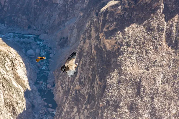 Condor uçan — Stok fotoğraf