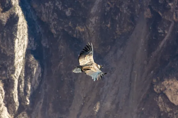 Flygande condor — Stockfoto