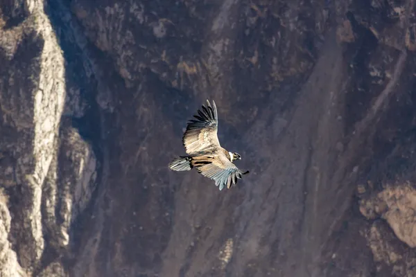 Fliegender Kondor — Stockfoto