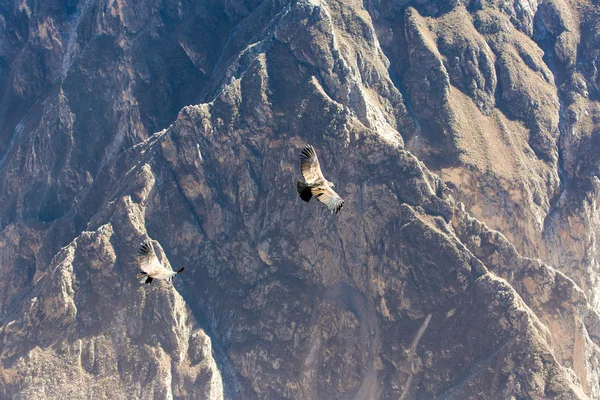 Létající condor — Stock fotografie